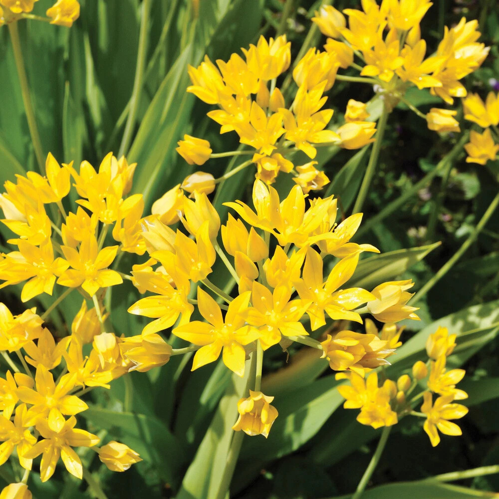 Thompson and Morgan Flowering Bonanza Collection Spring Planting Bulb 50 Pack Image 2