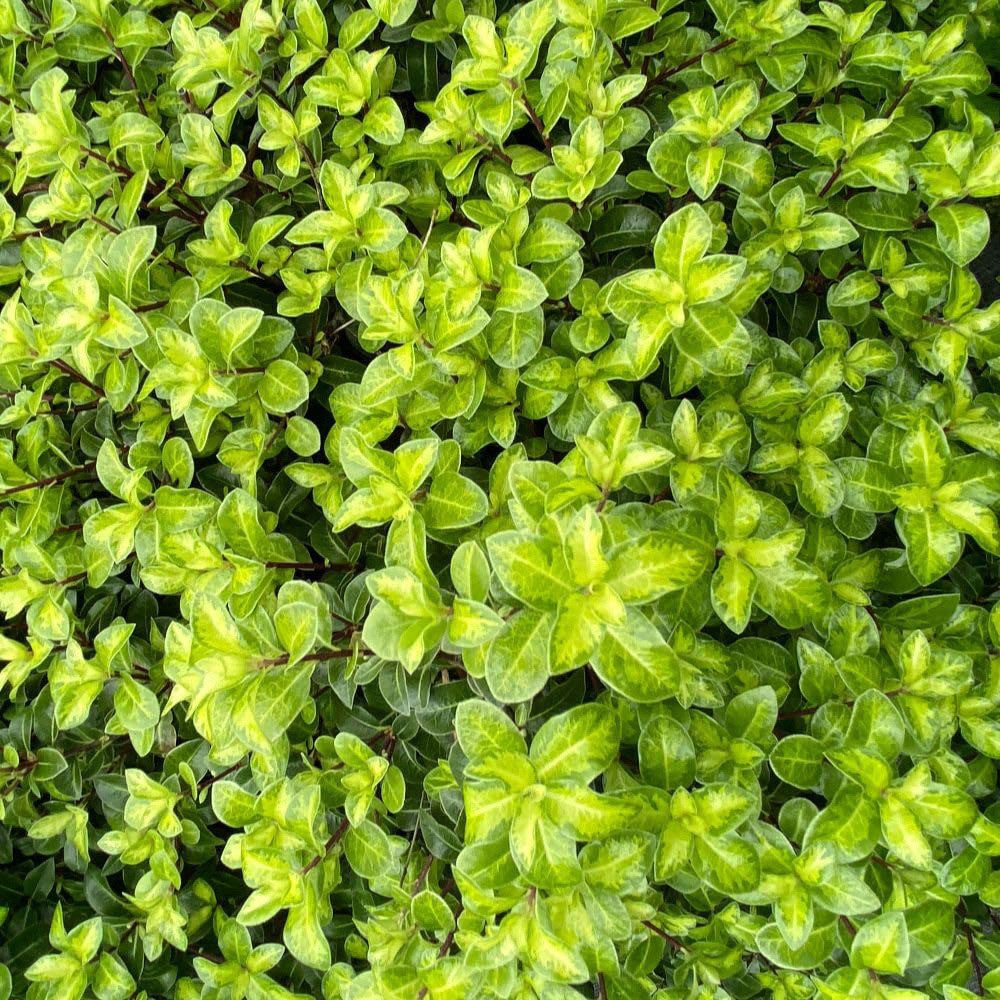Thompson and Morgan Pittosporum Tenuifolium Golden Ball Plant Pot 9cm Image 1