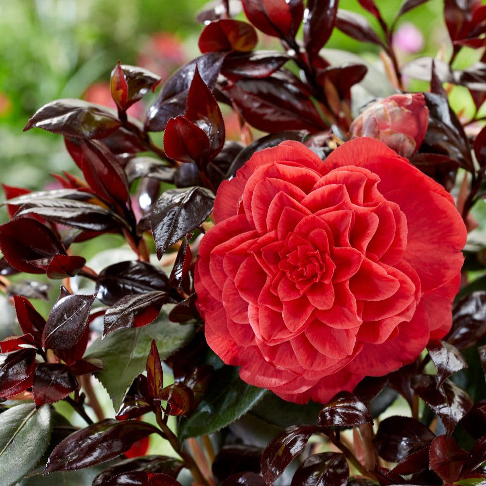 Thompson and Morgan Camellia Japonica Femme Fatale Plant Pot 15cm 2 Pack Image 5