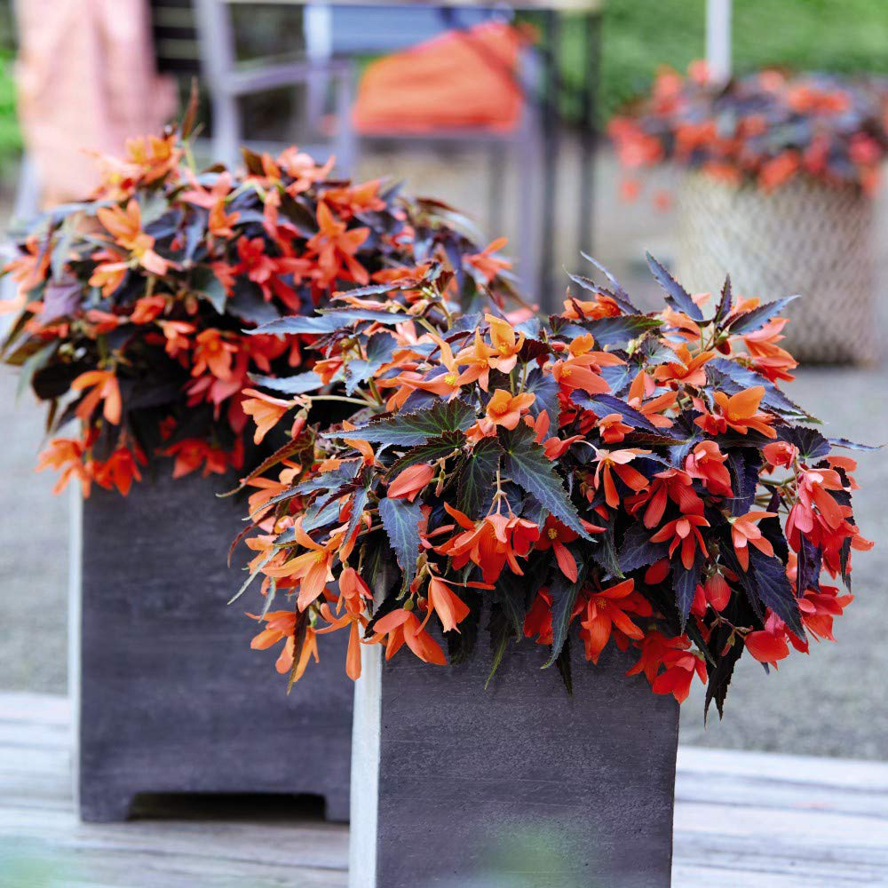 Thompson and Morgan Begonia Bossa Nova Night Fever Papaya Garden Ready Plant 30 Pack Image 2