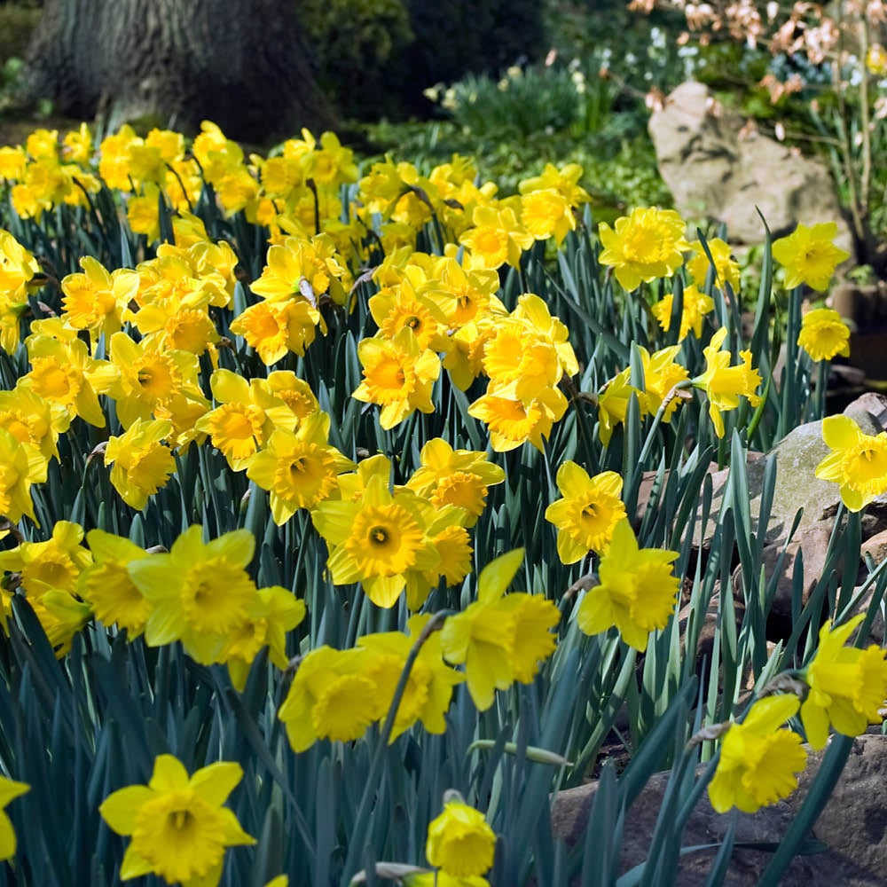 YouGarden Narcissus Dutch Master Planting Bulb 30 Pack Image 3