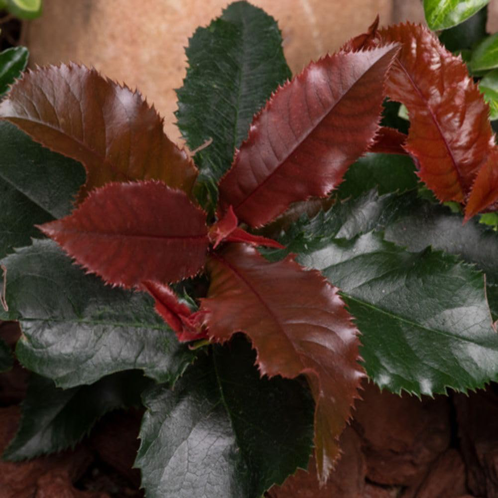 Thompson and Morgan Photinia x Fraseri Magical Volcano Plant Pot 9cm 2 Pack Image 3