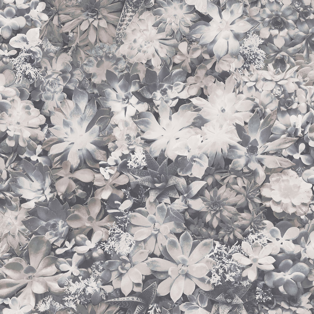 Galerie Evergreen Succulent Plant Grey Wallpaper Image