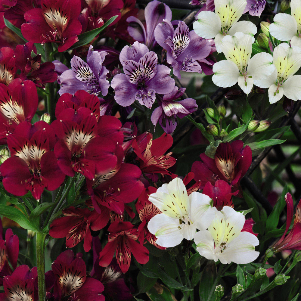 Thompson and Morgan Alstroemeria Tree Everest Mix Jumbo Plugs 6 Pack Image 2