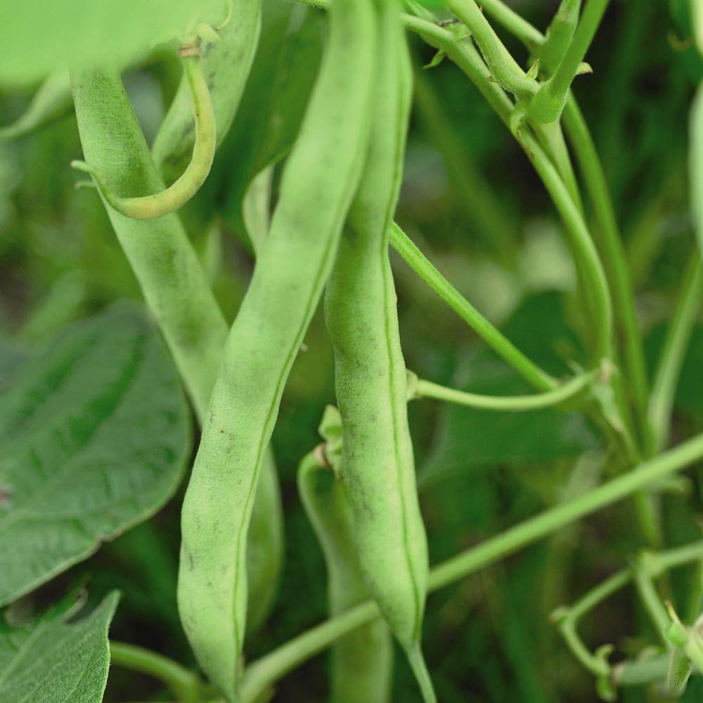 Thompson & Morgan Dwarf Bush Bean Tendergreen Seeds Image 1