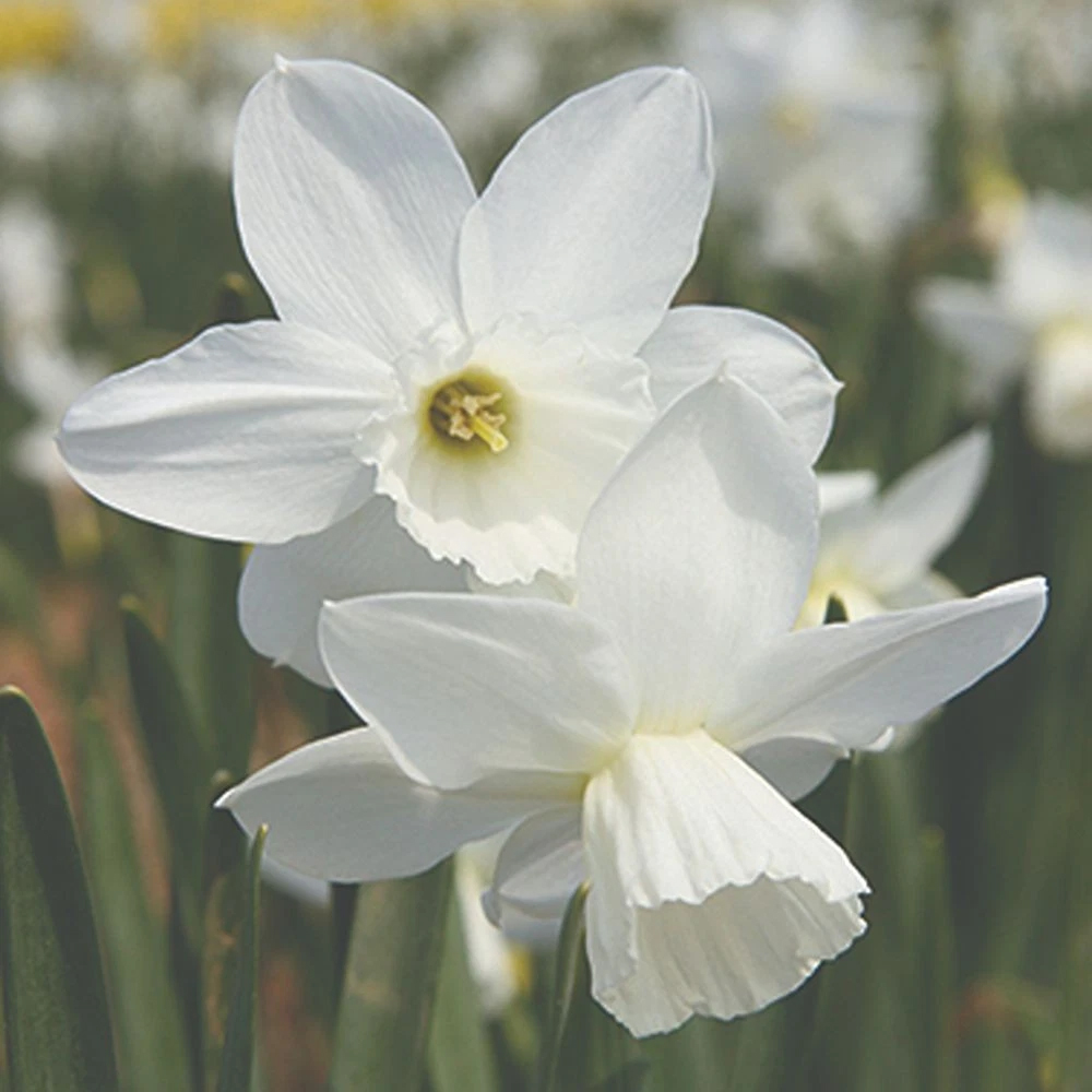 Thompson and Morgan Daffodil Cornish Niveth Planting Bulb 16 Pack Image 3