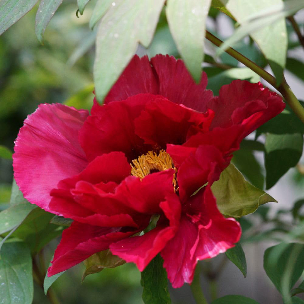 Thompson and Morgan Paeonia Itoh Scarlet Heaven Plant Pot 3.6L Image