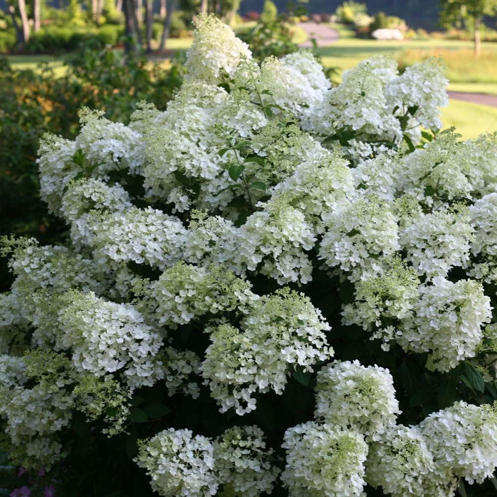 Thompson & Morgan Hydrangea Paniculata Bobo Plant Pot 25L 2 Pack Image 2