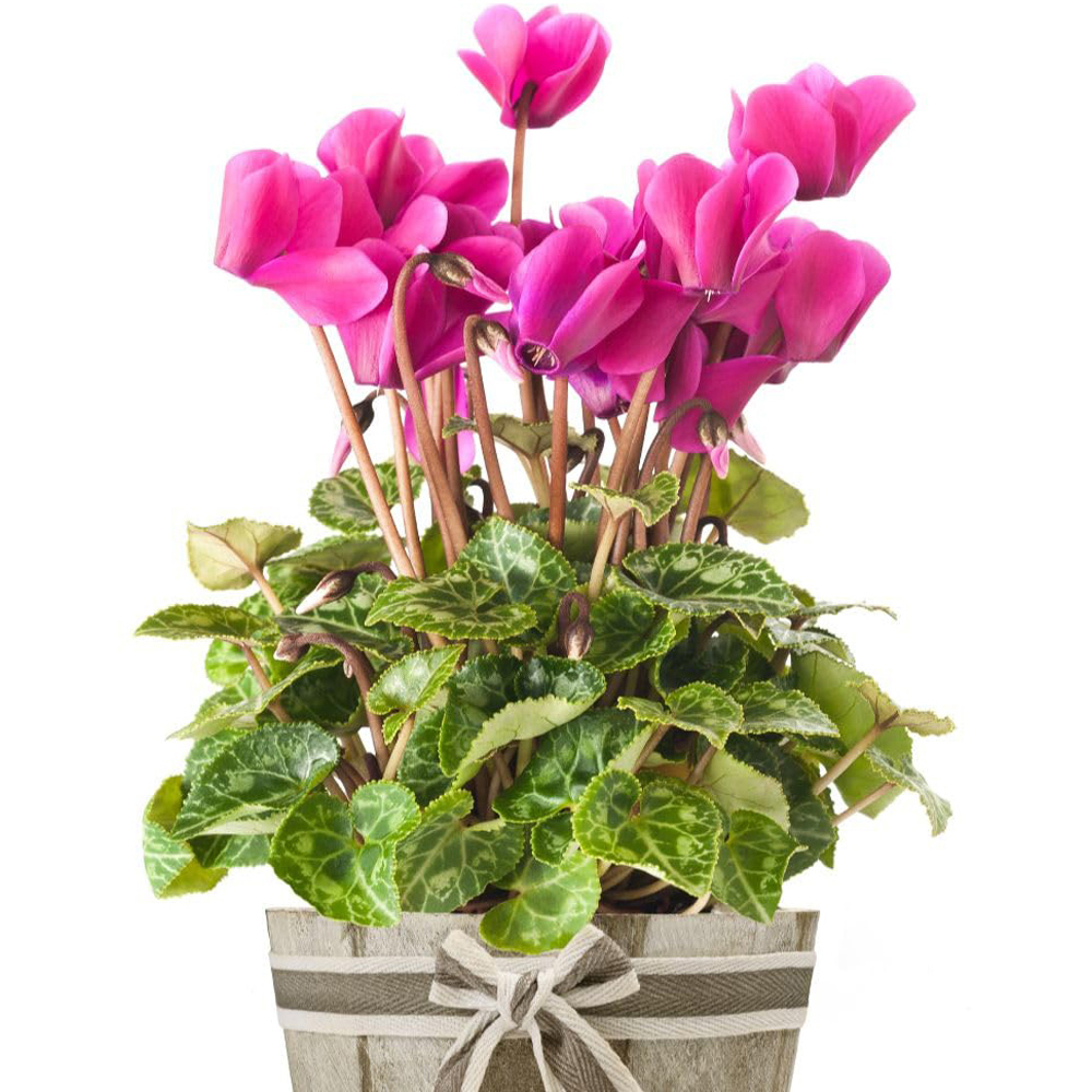 Thompson and Morgan Pink Cyclamen Plant Pot 9cm Image 3