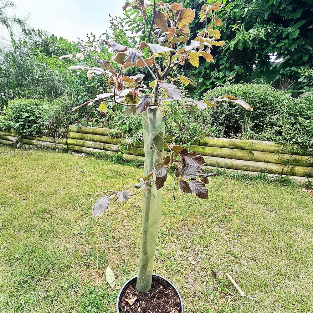 Inspirational Gifting Clear Spiral Tree Guard with Canes 60cm x 38mm 100 Pack Image 2