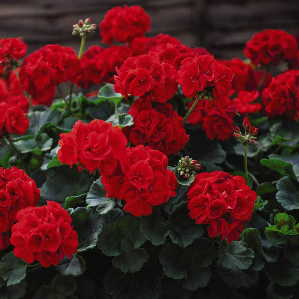 Thompson and Morgan Geranium Best Red Plant Plug 12 Pack Image 5