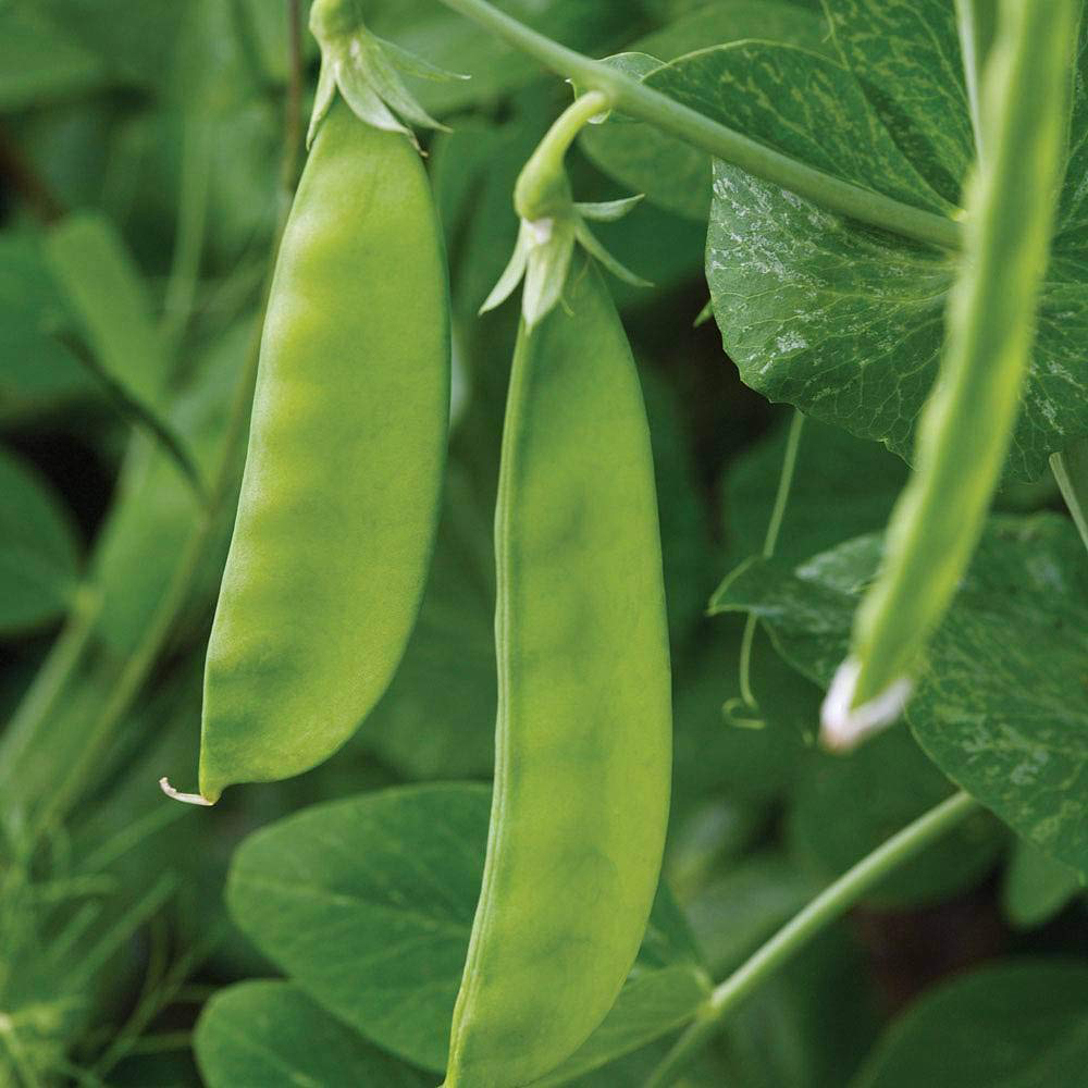 Thompson and Morgan Pea Mangetout Oregon Sugar Pod Seeds Image