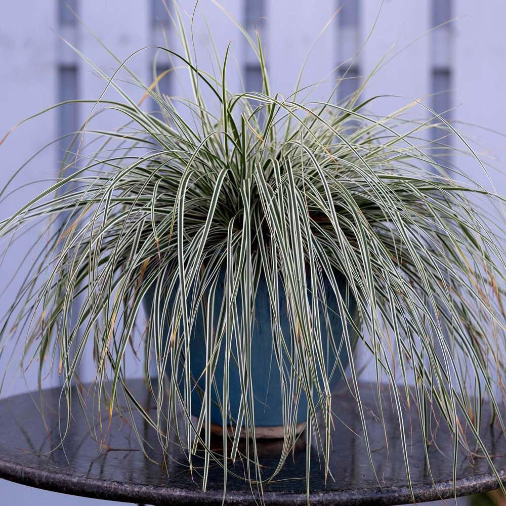 Thompson and Morgan Carex Oshimensis Everest Plant Pot 9cm 2 Pack Image 1