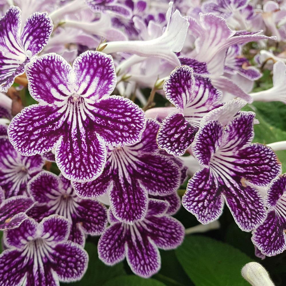 Thompson and Morgan Streptocarpus Polka Dot Purple Jumbo Plug 3 Pack Image 2