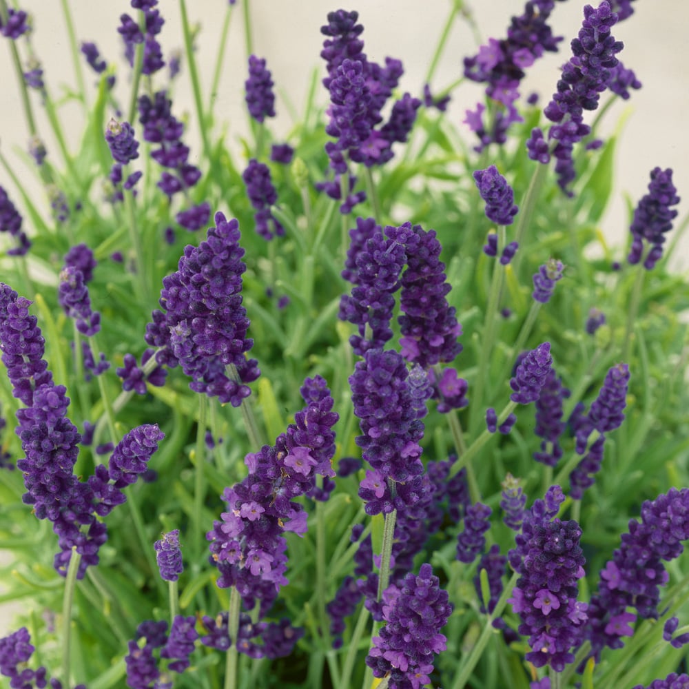 wilko Lavender Hidcote Plug Plant 12 Pack Image 1