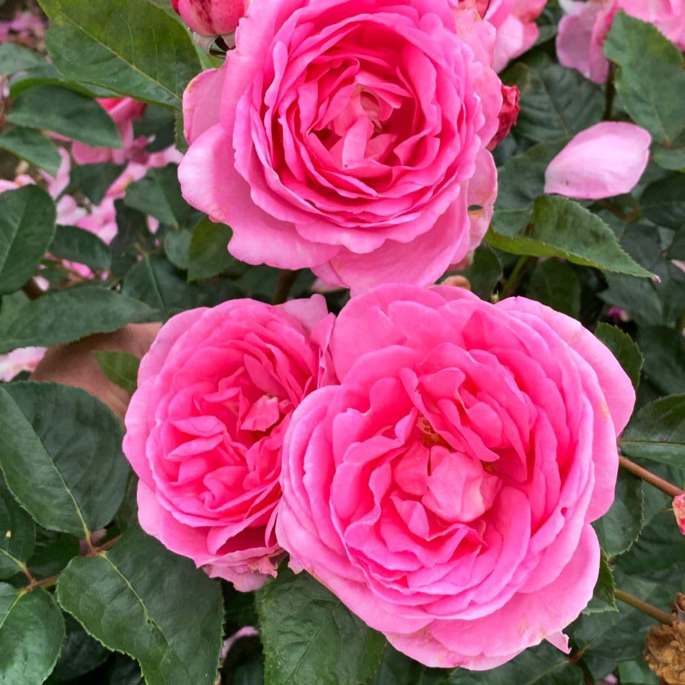 Thompson and Morgan Rose Mum in a Million Bare Root 2 Pack Image 2