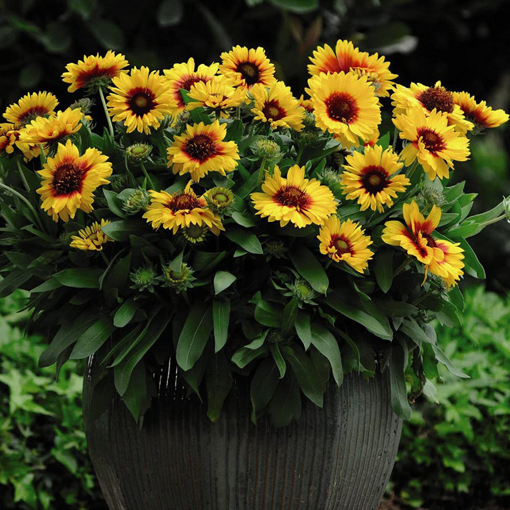 Thompson and Morgan Gaillardia Arizona Sun Garden Ready Plant 15 Pack Image 2