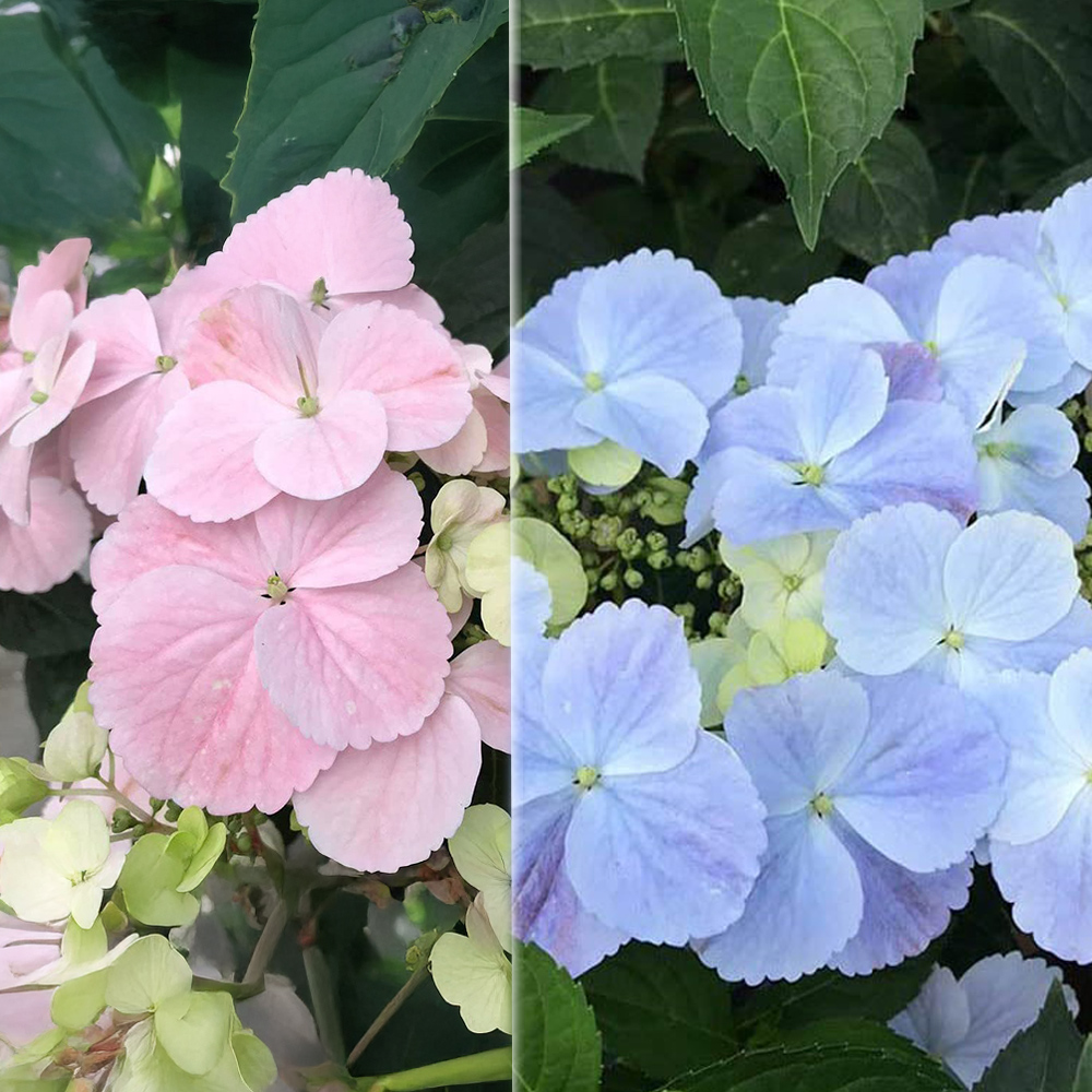 Thompson and Morgan Hydrangea French Bolero Plant Pot 13cm Image 1