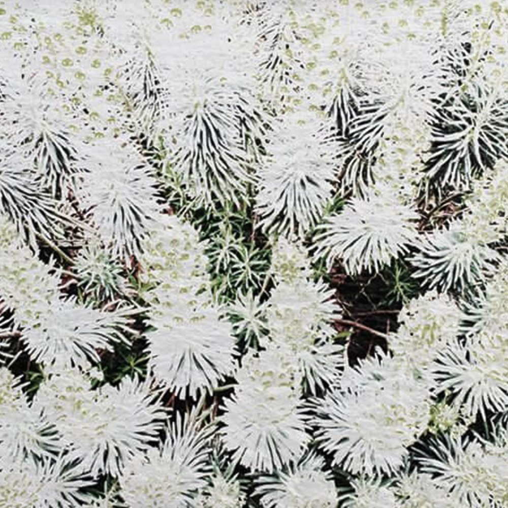 Benjamin Tate Design Beautifully White Outdoor Cushion 45 x 45cm Image 3