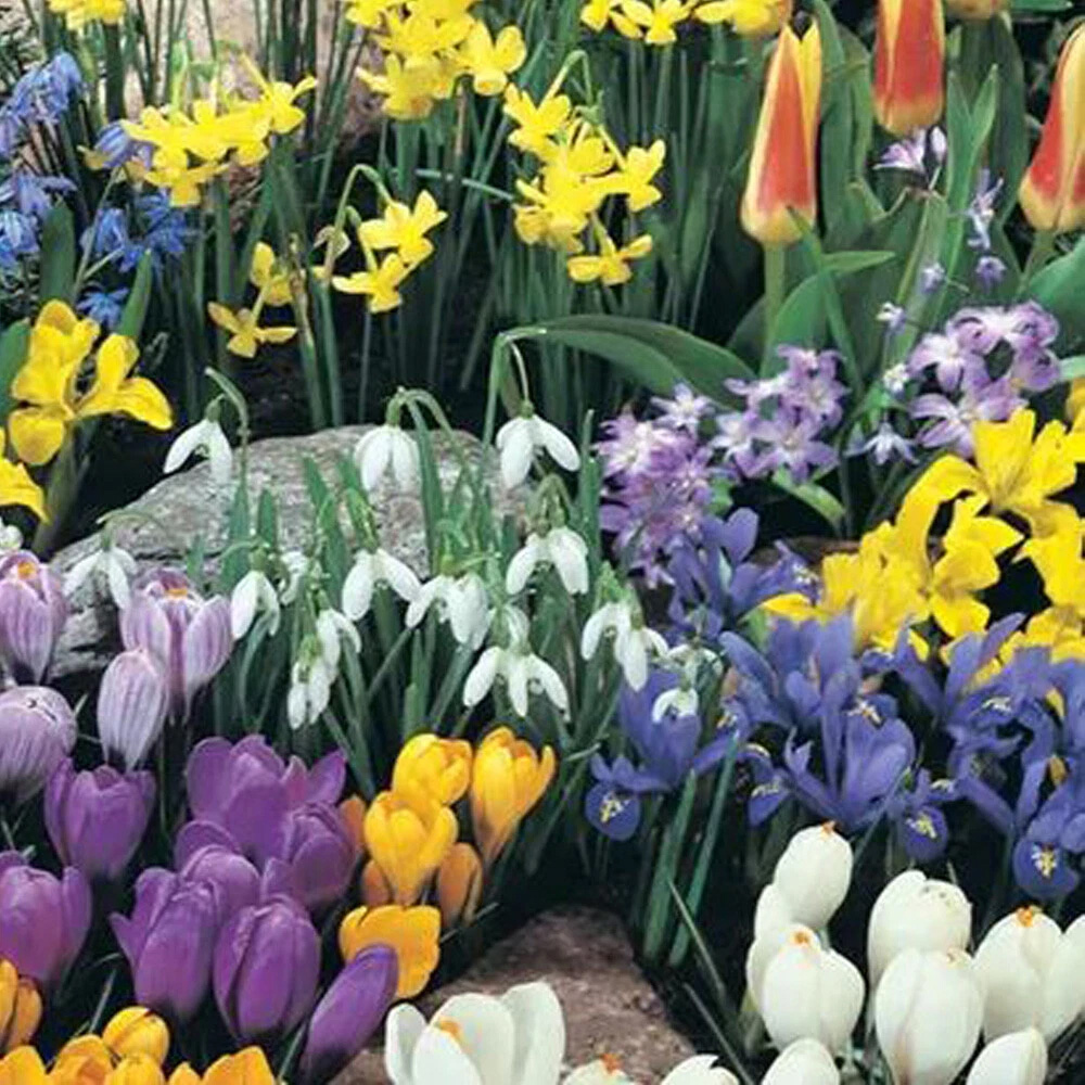 Thompson and Morgan Flowering Bonanza Collection Spring Planting Bulb 100 Pack Image 7