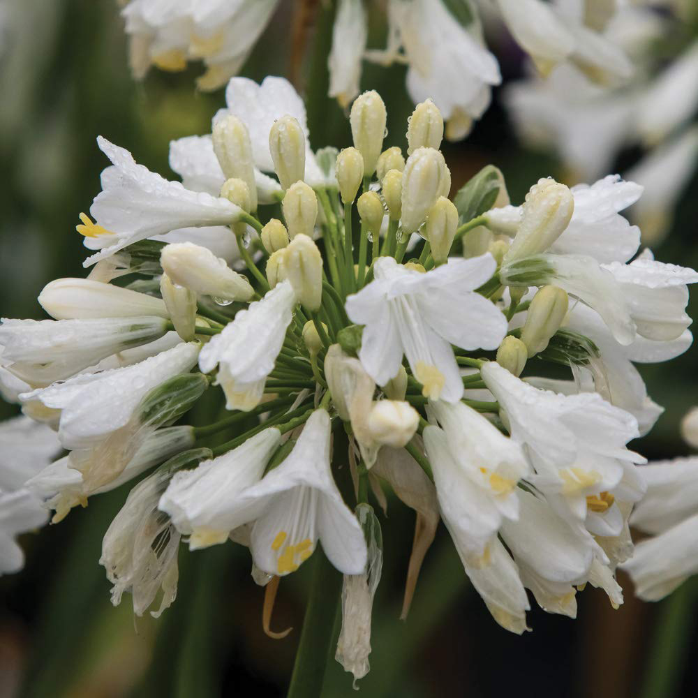 Thompson and Morgan Agapanthus Ever White Plant Pot 9cm Image 1
