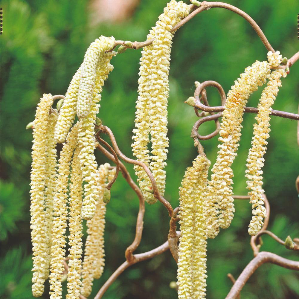 Thompson and Morgan Corylus Avellana Contorta Plant Pot 35L Image 1