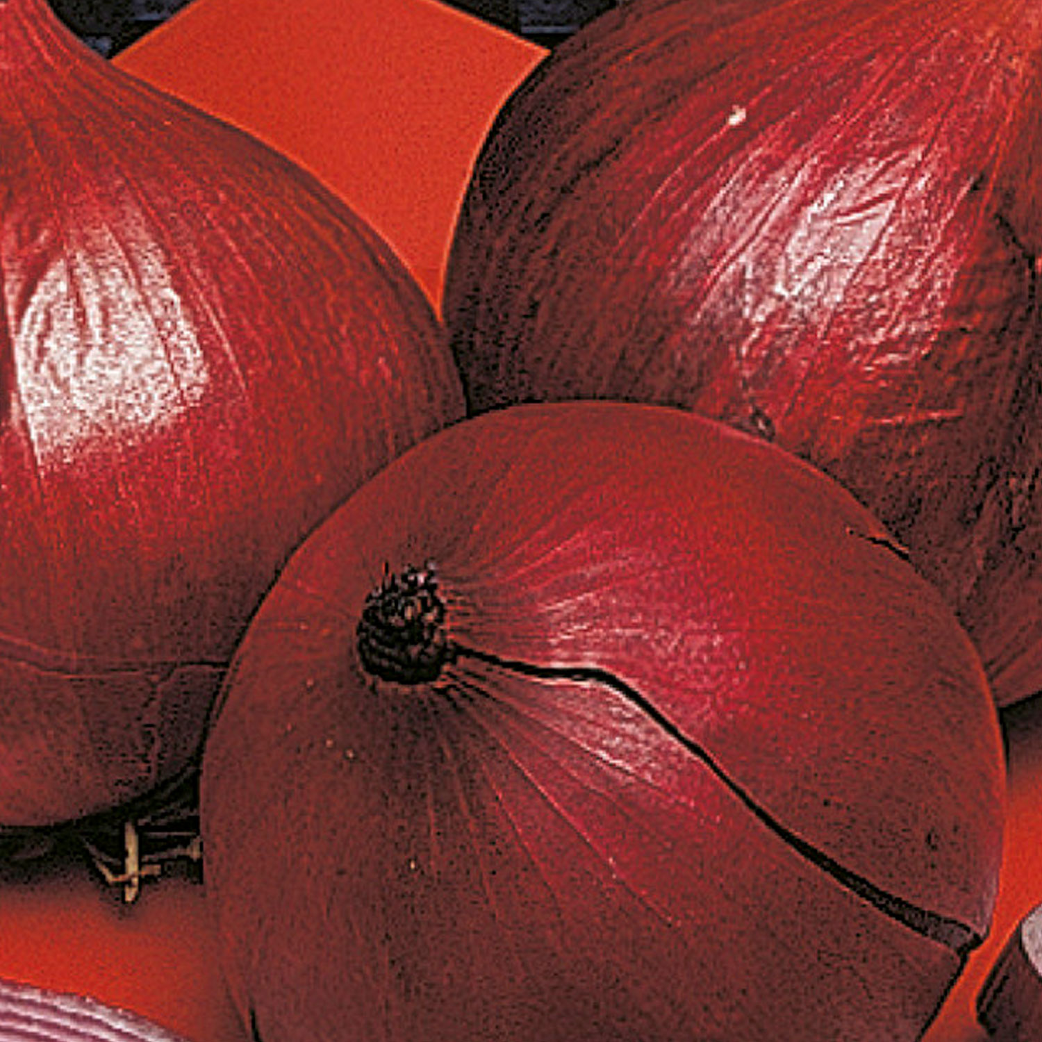 Johnsons Red Baron Onion Seeds Image 1