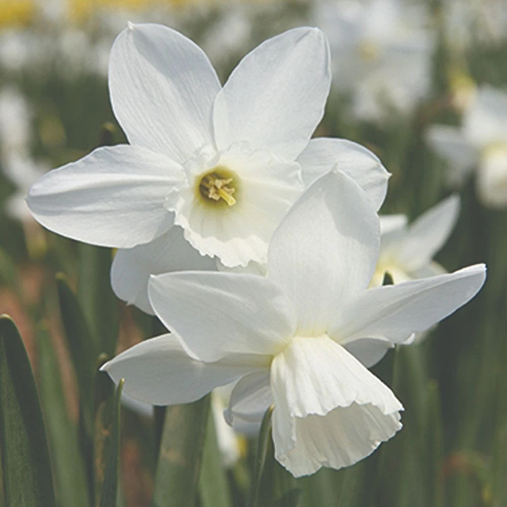 Thompson and Morgan Daffodil Cornish Miniatures Collection Planting Bulb 48 Pack Image 5
