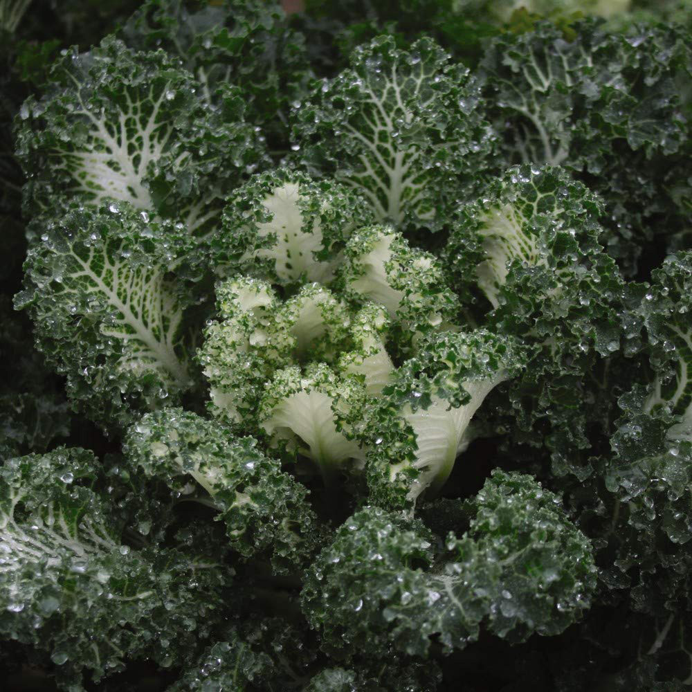 Thompson and Morgan Kale Duo Mix Seeds 2 Pack Image 2