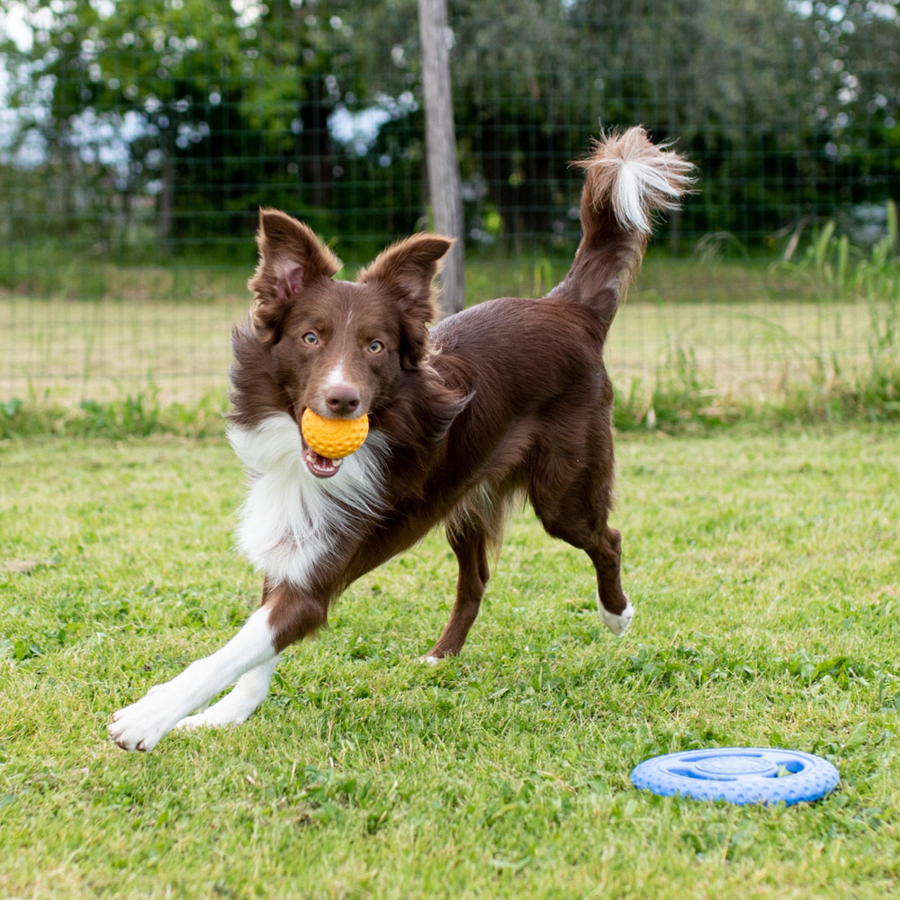 Kiwi Walker Lets Play Orange Ball Image 2