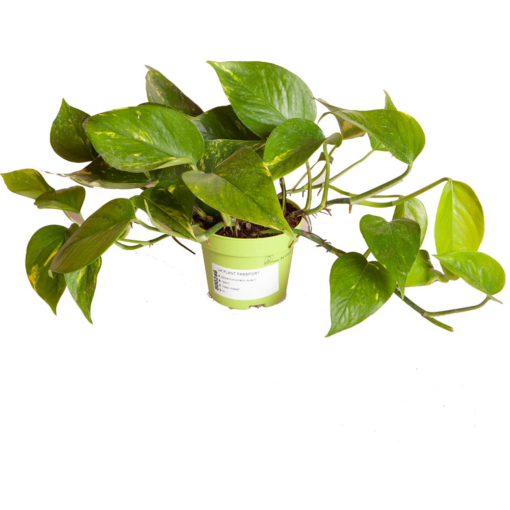 YouGarden Scindapsus with Off White Recycled Pot Cover 12cm Image 2