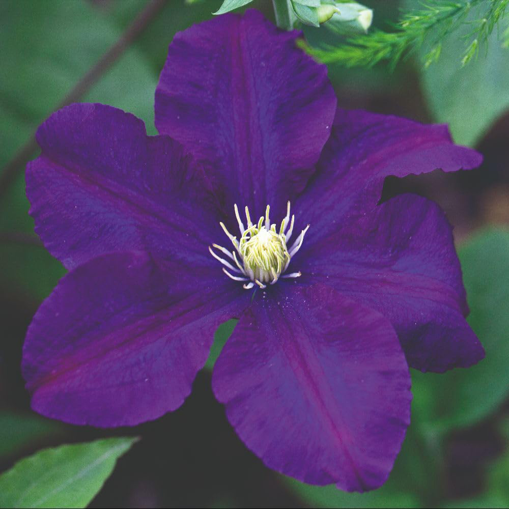 Thompson and Morgan Clematis Rasputin Plant Pot 3L Image
