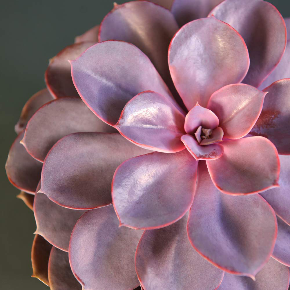 Thompson and Morgan Echeveria Purple Pearl Potted Plant 12cm 2 Pack Image 2