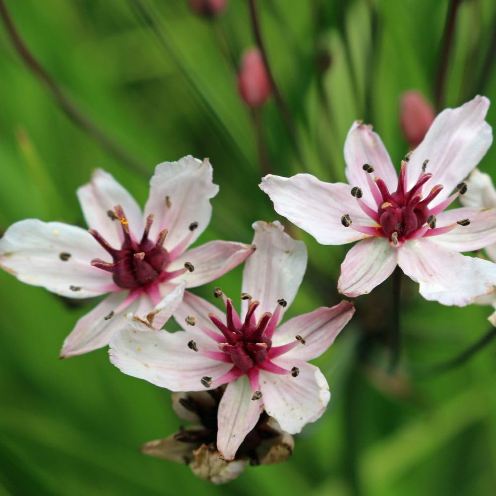 Thompson and Morgan Butomus Umbellatus Plant Pot 9cm Image 1