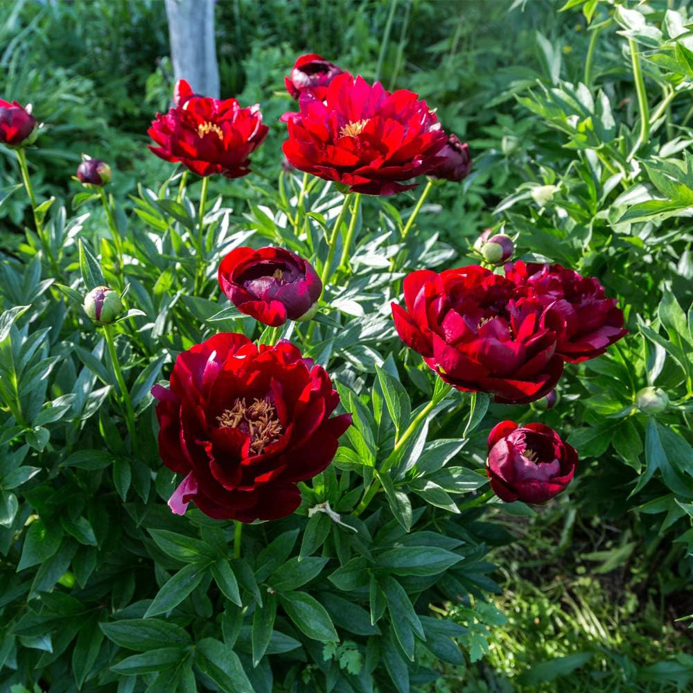 Thompson and Morgan Peony Buckeye Belle Bare Root Image 1