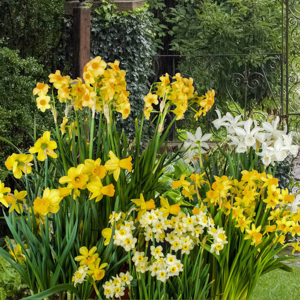 wilko Short Narcissus Mixed Planting Bulb 100 Pack Image 2