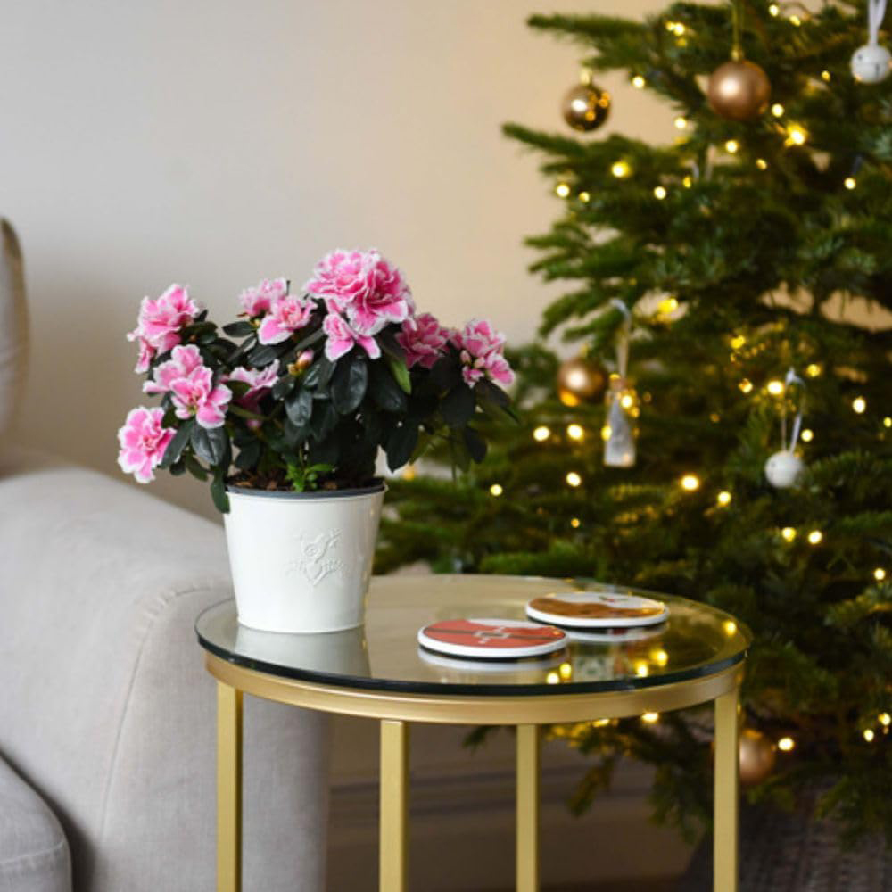 Thompson and Morgan Christmas Gift Pink and White Azalea Plant Pot 12cm 2 Pack Image 6