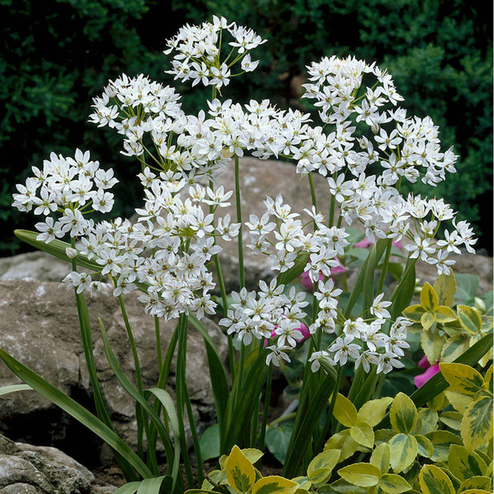 wilko Allium Collection Mixed Planting Bulb 200 Pack Image 5
