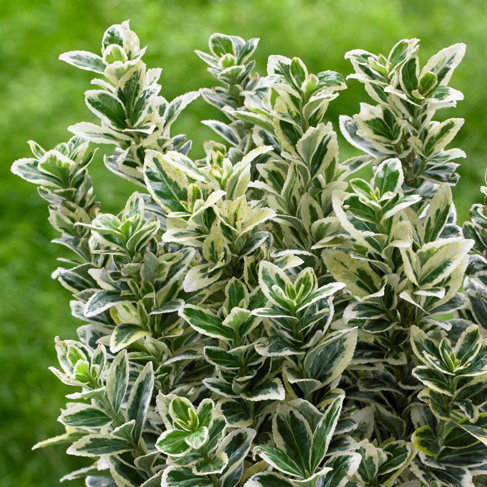 Thompson and Morgan Euonymus japonicus White Spire Plant Pot 9cm 2 Pack Image 3