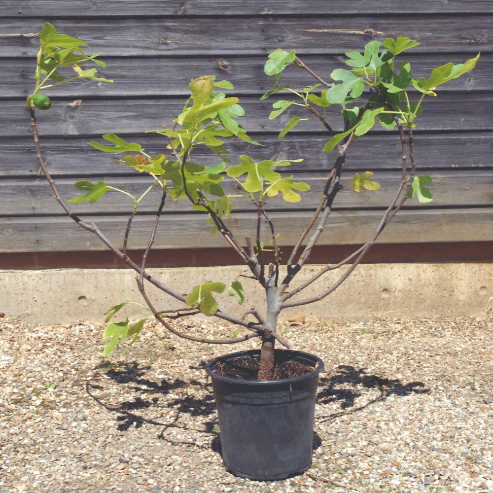 Thompson and Morgan Ficus Carica Plant Pot 5L 2 Pack Image 3