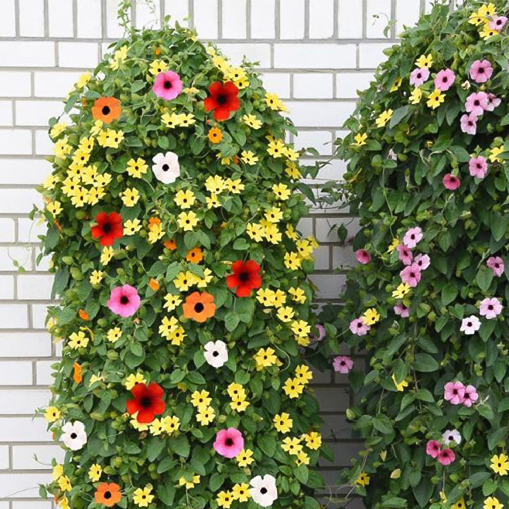 Thompson and Morgan Thunbergia Sunny Susy Tower Pot Collection Plug Plant 5 Pack Image 5