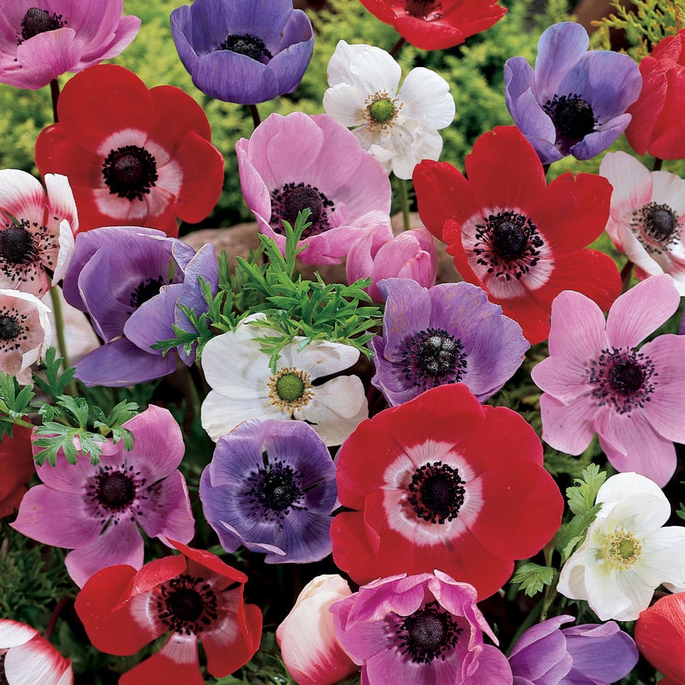 YouGarden Anemone De Caen Planting Bulb 150 Pack Image 1