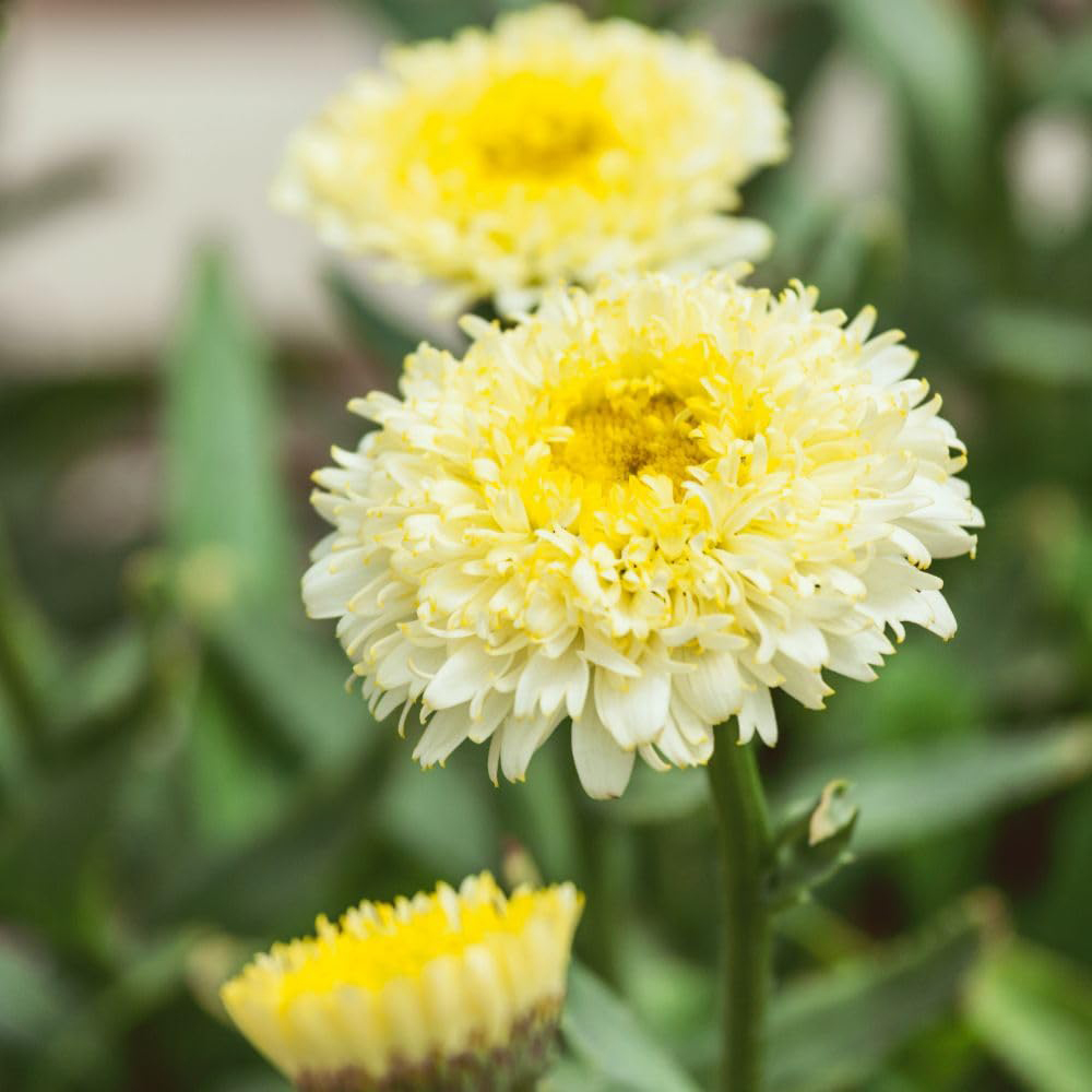 Thompson & Morgan Leucanthemum x Superbum Luna Plant Pot 3L Image 1