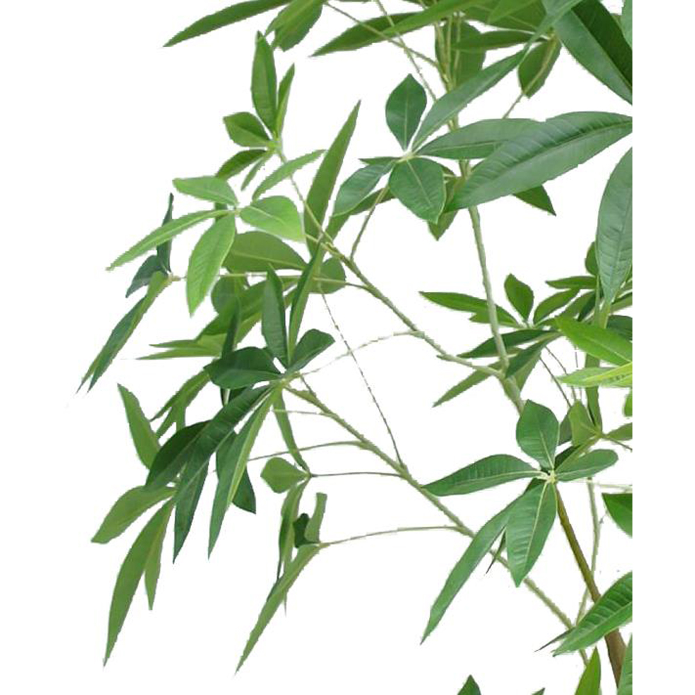 Botanik Pachira Money Tree Artificial Plant in Pot 7ft Image 2