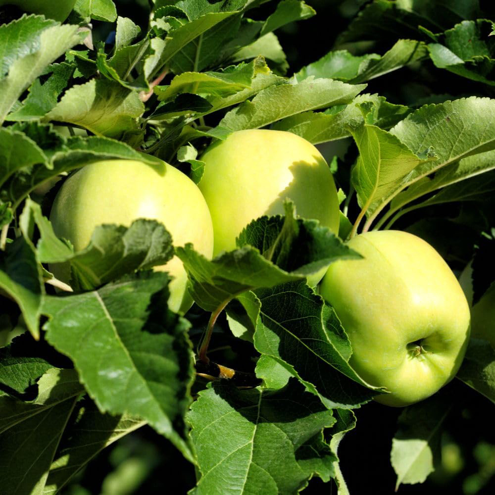 Thompson and Morgan Apple Malus Golden Delicious Tree Pot 5L 2 Pack Image 1
