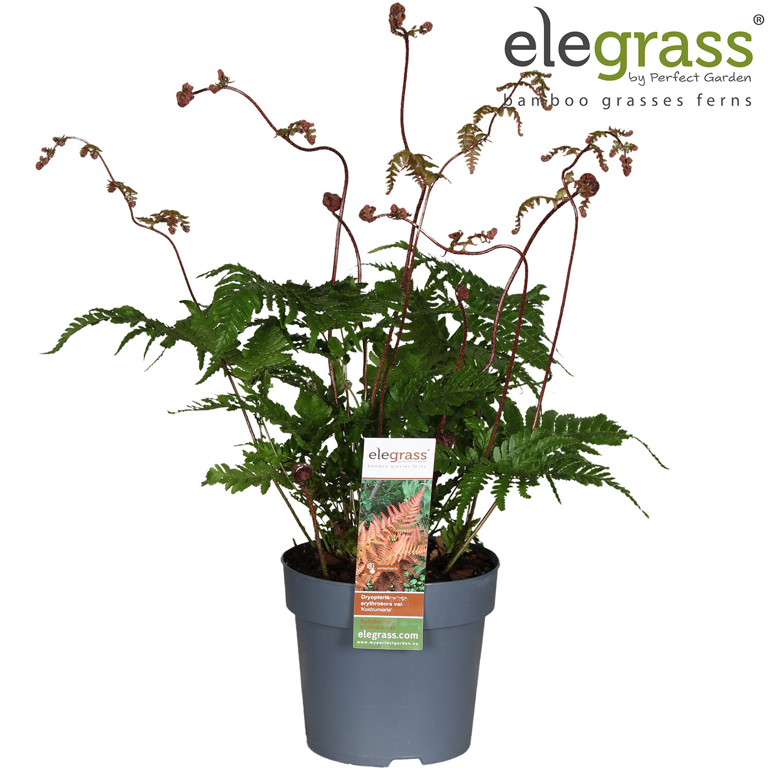 Dryopteris - Koidzumiana Image