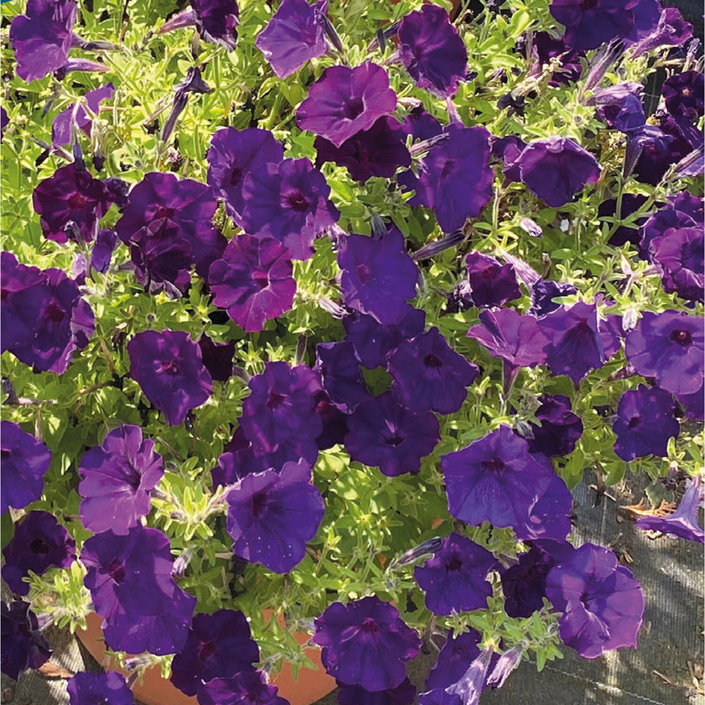 Pack of Petunia Pendolino Blue F1 Flower Seeds Image 2
