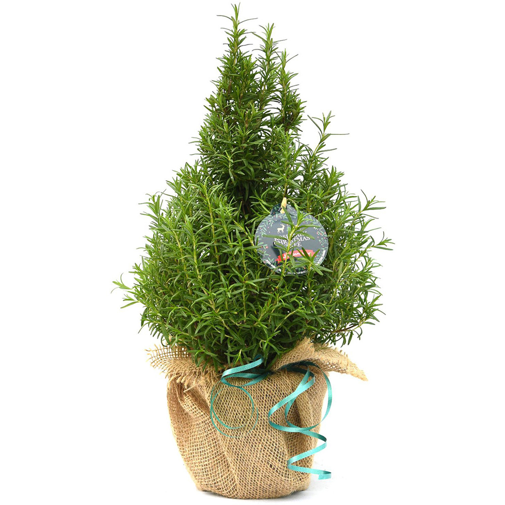 Thompson and Morgan Christmas Gift Rosemary Officinalis Real Christmas Tree Pot 15cm Image 1