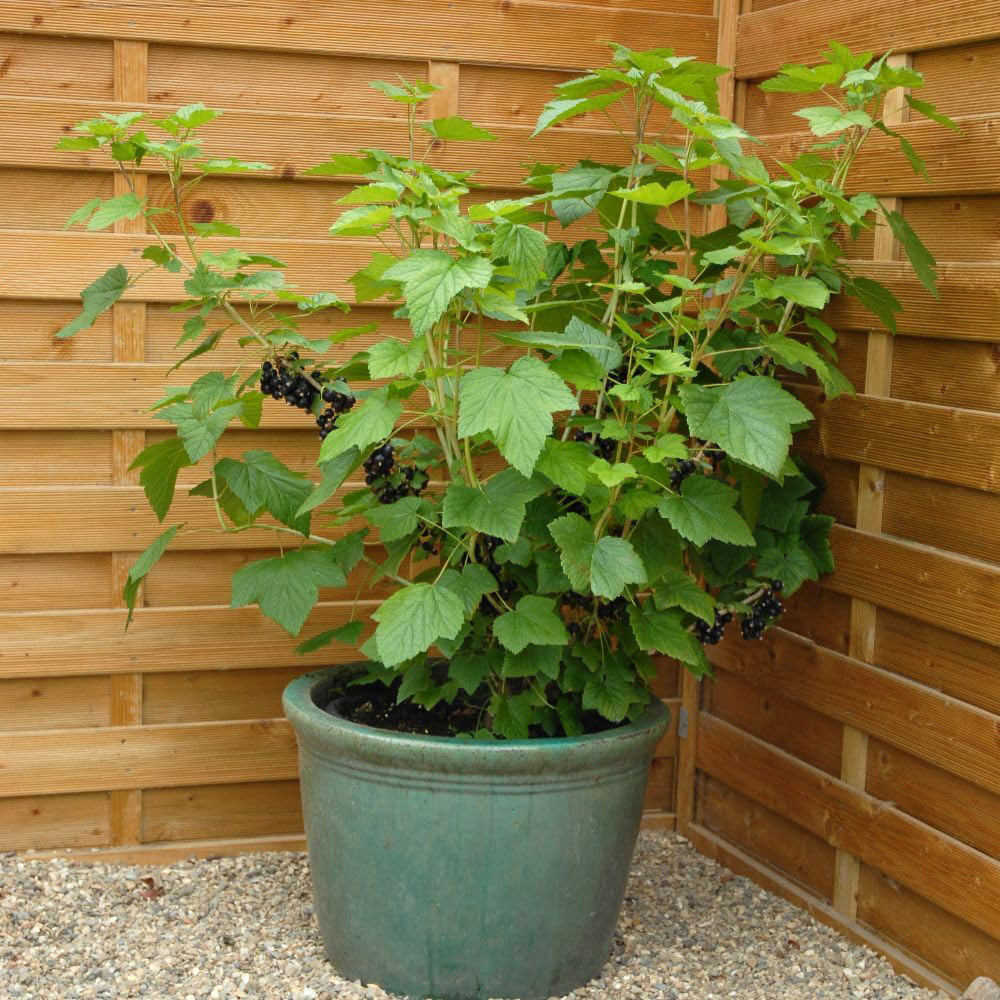 Thompson and Morgan Blackcurrant Ebony Bush Bare Root Tree 2 Pack Image 2