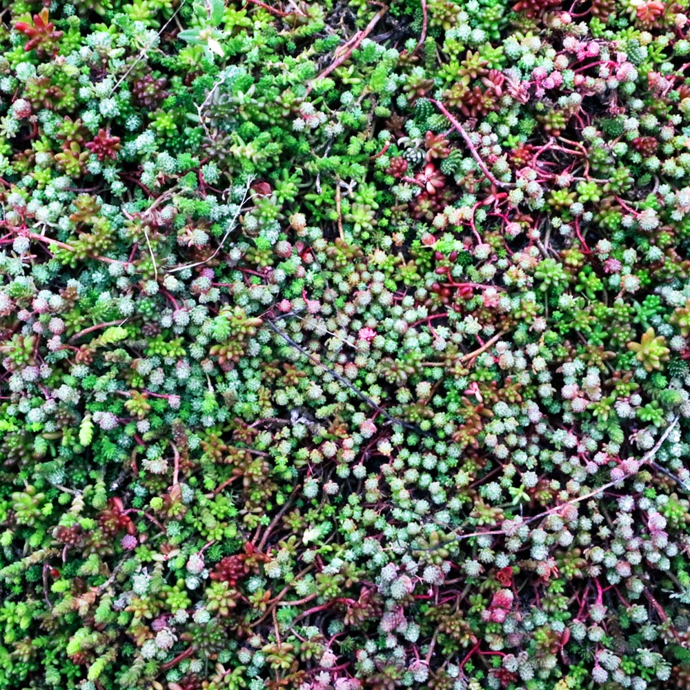 Harrowden Sedum Ground Mat Kit 10sqm Image 2